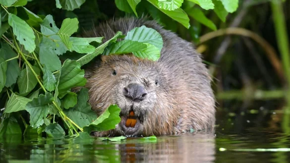 Kleiner Nager - gro&szlig;e Sorgen: Wie k&ouml;nnen die Beh&ouml;rden die Bauaktivit&auml;ten des Bibers in Schach halten? (Archivbild) - &copy; Patrick Pleul/dpa-Zentralbild/dpa