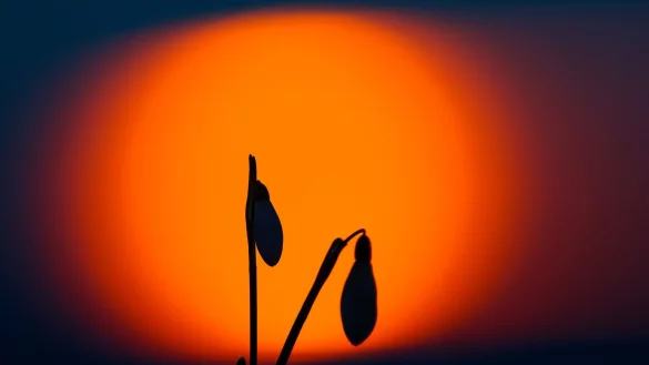 Im Februar zeigen sich bereits die ersten Schneeglöckchen - niedrige Temperaturen können ihnen nichts anhaben. - © Thomas Warnack/dpa