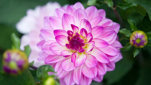 Mit leuchtenden Farben und großen Blüten verwandeln Dahlien jedes Beet in ein Feuerwerk der Lebensfreude. - © Franziska Gabbert/dpa-tmn