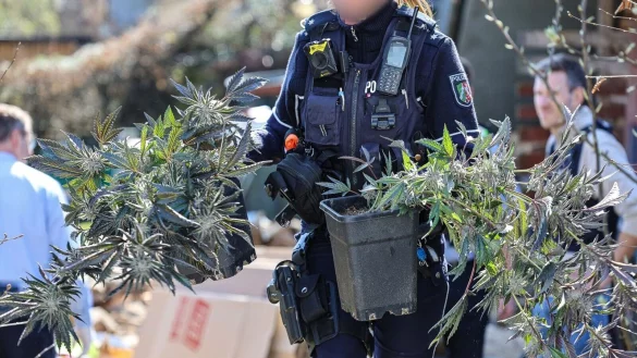 Ein Hinweis hatte die Polizei auf die Spur einer illegalen Cannabis-Plantage gebracht. - © Alex Talash/dpa