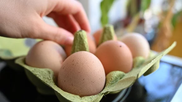 Die Nachfrage nach Eiern ist in Deutschland zuletzt gestiegen. (Archivbild) - © Elisa Schu/dpa