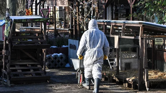 Im Bereich der Schutzzone müssen Mitarbeiter in gefährdeten Tierbetrieben viele Hygienemaßnahmen beachten (Archivbild). - © Jens Kalaene/dpa