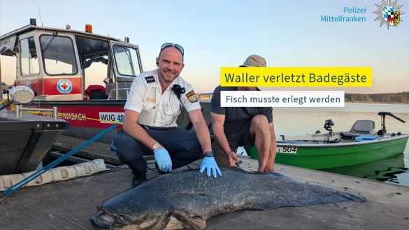 Die Polizei hat ein Foto des erlegten Riesenwels veröffentlicht. - © -/Polizei Mittelfranken/dpa