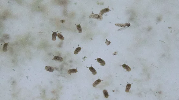 Das Oropouche-Virus wird durch verschiedene Mücken übertragen. - © Christian Charisius/dpa