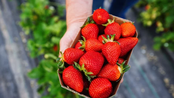 Erdbeeranbauer Ell verkauft seine Erdbeeren auch über den Discounter Aldi-Süd. (Archivbild) - © Philipp von Ditfurth/dpa