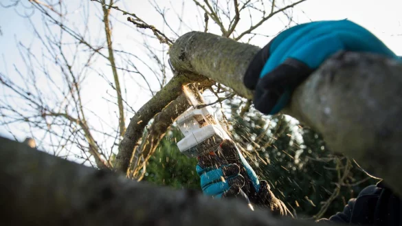 Der Januar ist oft die geeignete Zeit, um Gehölze zurückzuschneiden - wenn es draußen mild ist. - © Christin Klose/dpa-tmn