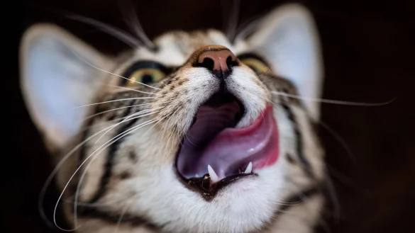 Hausmittel wie selbst gekochte Hühnerbrühe oder Katzenjoghurt sind in der Regel keine geeignete Lösung, wenn die Katze Magen-Darm-Probleme hat. - © Franziska Gabbert/dpa-tmn