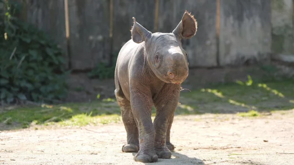 Zarte 34 Kilo wog das Nashornmädchen bei der Geburt - nun entdeckt es die Außenwelt. - © -/Zoo Krefeld/dpa