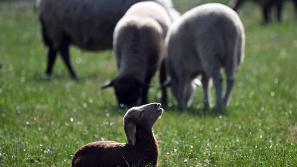 Kleinere Tiere wie Lämmer kann ein Goldschakal leicht erbeuten. (Symbolbild) - © Federico Gambarini/dpa