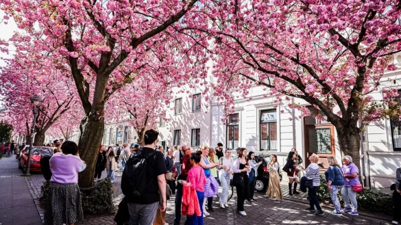 Bei strahlendem Sonnenschein lockten die Bl&uuml;ten auch Menschen au&szlig;erhalb von NRW nach Bonn. - &copy; Christoph Reichwein/dpa