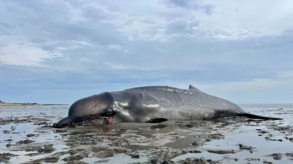 Der im Watt gestrandete Schnabelwal war abgemagert. - © Lea Albert/dpa
