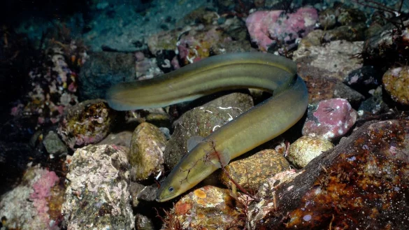 Laut der Roten Liste der IUCN ist der Europäische Aal (Anguilla anguilla) vom Aussterben bedroht. - © Erling-Svensen/WWF/dpa