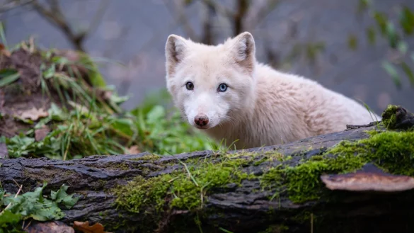 Die genetische Vielfalt von Arten lässt sich laut Studie durch "Supplementierung" erhöhen - wie bei der Freilassung von Polarfüchsen aus Zuchtprogrammen in Skandinavien. (Symbolbild) - © Oliver Dietze/dpa