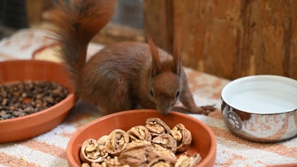 Es gibt Futter - ein Eichhörnchen kann sich in einer Auffangstation in Teltow an Walnüssen bedienen. - © Katharina Kausche/dpa