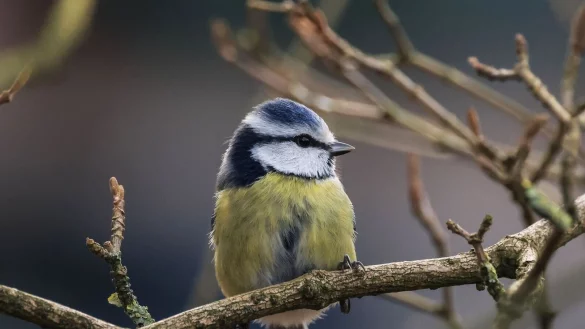 Die Aktion «Stunde der Wintervögel» ruft Interessierte auf, Vögel zu zählen - zum Beispiel Blaumeisen. (Archivbild) - © Oliver Berg/dpa