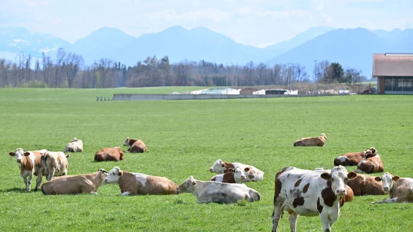 Auch auf Bayerns Weiden werden Rinder seltener. Das &laquo;Alpenfleckvieh&raquo; - so der offizielle Name - ist ein sogenanntes Doppelnutzungsrind, das sowohl f&uuml;r Fleisch- als auch Milchproduktion gez&uuml;chtet wird. Die in Norddeutschland &uuml;blichen schwarz-bunten Holsteinrinder hingegen sind Milchk&uuml;he. (Symbolbild) - &copy; Uwe Lein/dpa