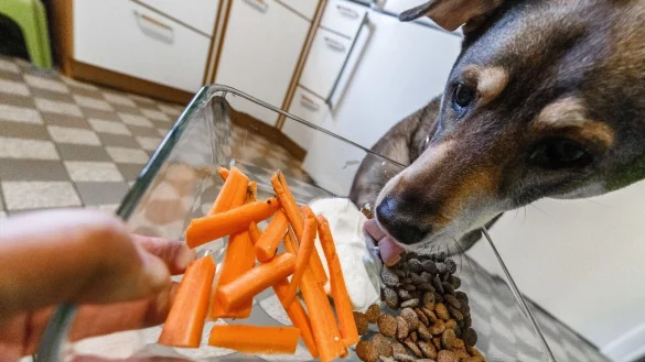 M&ouml;hren statt Fleisch: Wenn Halter auf Ausgewogenheit achten, k&ouml;nnen sie ihren Hund auch vegan ern&auml;hren. - &copy; Markus Scholz/dpa-tmn