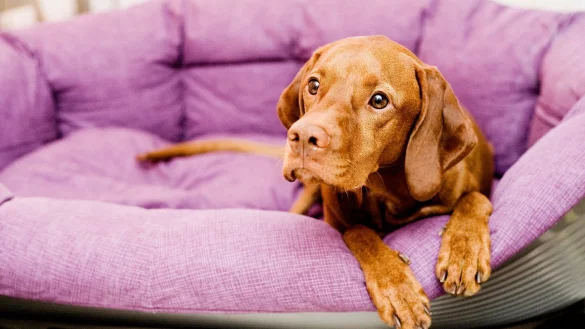 Nicht nur in der Eingewöhnungszeit: Hunde brauchen einen Rückzugsort, an dem sie ungestört sind. - © Monique Wüstenhagen/dpa-tmn