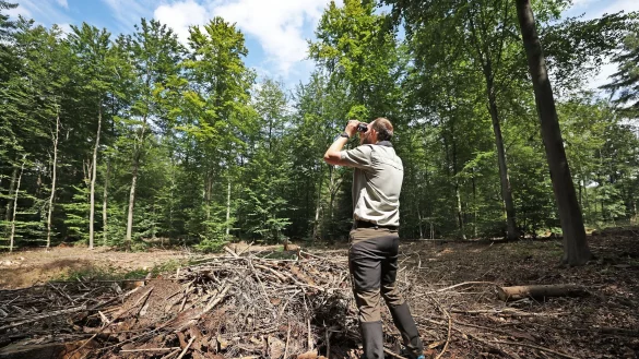 Ein F&ouml;rster begutachtet 2021 den Wald im K&ouml;nigsforst - eine gerodete Waldfl&auml;che stand hier nun in Flammen. (Archivbild) - &copy; Oliver Berg/dpa