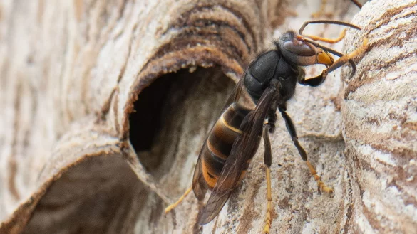 Die aggressive Hornisse tötet Honigbienen im Flug. - © Boris Roessler/dpa