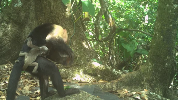 Männchen einer Kapuzineraffen-Gruppe verschleppen kleine Brüllaffen und tragen sie mit sich herum. - © Brendan Barrett/Max-Planck-Institut für Verhaltensbiologie/dpa