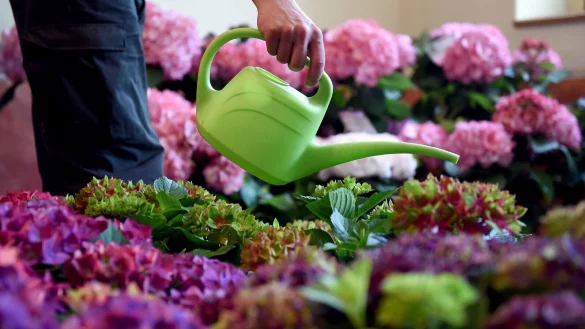 Hübsch und im Trend: Hortensien gibt es in vielen verschiedenen Farben und Formen. - © Britta Pedersen/dpa/dpa-tmn
