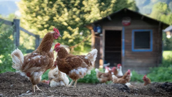 Um Hühner zu halten, braucht man kein landwirtschaftliches Anwesen - ein Garten reicht vollkommen aus. - © Florian Schuh/dpa-tmn