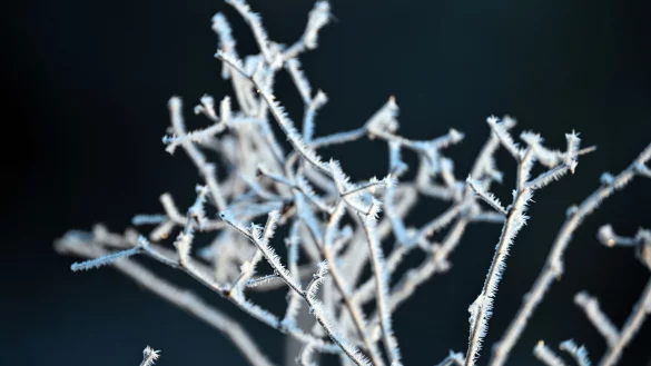 Minusgrade sind auch in der kommenden Nacht vielerorts zu erwarten. - © Federico Gambarini/dpa