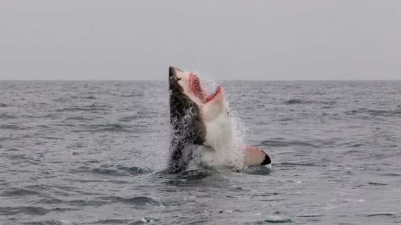 Verschwinden Spitzenprädatoren wie weiße Haie, kommt es zu Kaskadeneffekten im Ökosystem des Meeres, so die Studie. - © Neil Hammerschlag/Shark Research/dpa