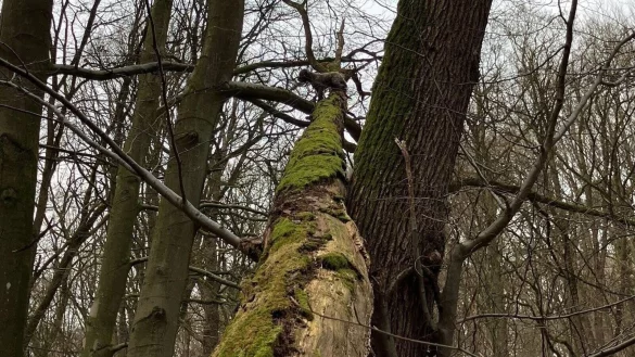 Man erkennt ihn kaum - aber in acht Metern H&ouml;he sitzt ein Mischling auf dem Baum fest und wartet auf Hilfe der Feuerwehr. - &copy; Feuerwehr Bad Salzuflen/dpa