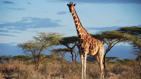 Eine Netz-Giraffe im Samburu National Park, Kenia. - &copy; -/GCF/dpa