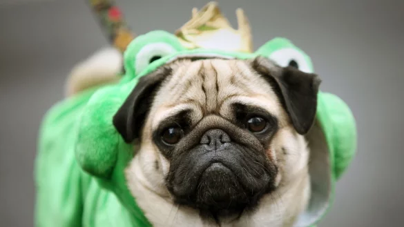 Kostüme schränken nicht nur die Bewegungsfreiheit ein, sie können auch zu einer missverständlichen Kommunikation mit Artgenossen führen. - © Fredrik von Erichsen/dpa/dpa-tmn