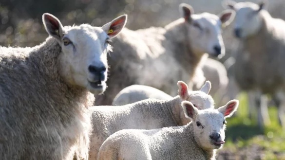 Erstmals wurde das Vogelgrippevirus in einem Schaf entdeckt. (Symbolfoto) - © Jacob King/PA Wire/dpa