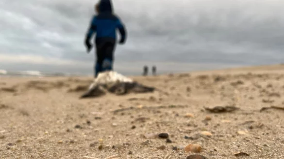 Die Tiere wurden ans Ufer gesp&uuml;lt und verenden dort. - &copy; Lea Albert/dpa