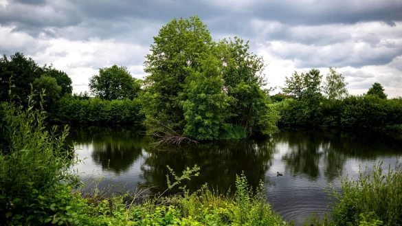 Die Geschichte eines jungen Mannes &uuml;ber ein Reptil in Vechta entpuppte sich als falsch. - &copy; Sina Schuldt/dpa