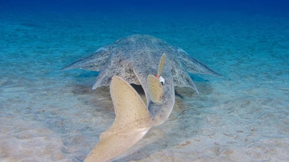 Die Engelhaie wurden für die Studie mit einem Sender versehen. - © Michael J Sealey/Eurekalert/dpa