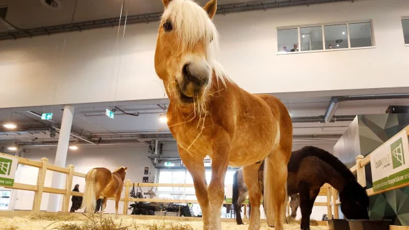 Die Reitsportmesse &laquo;Equitana&raquo; beginnt in Essen. - &copy; Roland Weihrauch/dpa