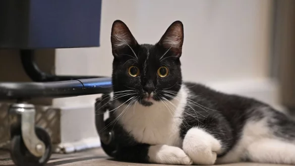 Der Arzt teilte mit, er bereue die Behandlung seiner Katze nicht. (Symbolbild) - &copy; Anna Ross/dpa