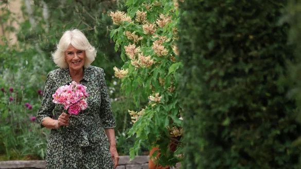 Königin Camilla hält die «King\\\'s Rose». - © Toby Melville/PA Wire/dpa