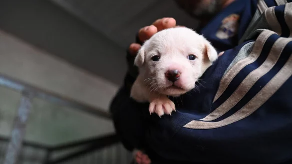 Welpen werden vielerorts in China teilweise auf der Straße verkauft. - © Johannes Neudecker/dpa