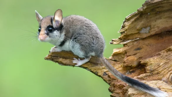 Die Lebensräume des Gartenschläfers werden kleiner. - © Ji?í Bohdal/naturfoto.cz/dpa