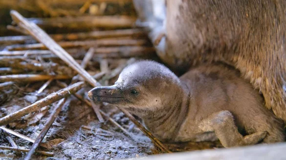 Besucher sollen den Nachwuchs voraussichtlich im Sommer sehen k&ouml;nnen. - &copy; Anke Neumeister/Deutsches Meeresmuseum/dpa