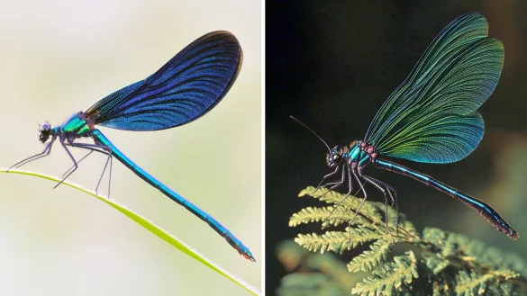 Die Kombo zeigt links ein Foto einer Blauflügel Prachtlibelle, fotografiert von Sebastian Hennigs. Rechts ist ein KI-generiertes Motiv, das auch eine Blauflügel Prachtlibelle darstellen soll, KI-generiert von Matthias Neumann. Das KI-Bild rechts ist fehlerhaft. Insekten haben beispielsweise nur sechs Beine. - © S. Hennigs/M. Neumann/Heinz Sielmann Stiftung/dpa