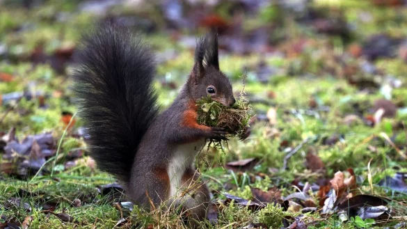 Zählaktionen können dazu beitragen, dass Wissenschaftlerinnen und Wissenschaftler mehr über die Lebensweise und den Gesundheitszustand der Tiere erfahren. - © Karl-Josef Hildenbrand/dpa