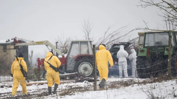 Nach dem Ausbruch der Maul- und Klauenseuche (MKS) in Brandenburg hat das nordrhein-westfälische Landwirtschaftsministerium Tierhalter im Westen zur Einhaltung strenger Hygiene-Maßnahmen aufgerufen. - © Sebastian Christoph Gollnow/dpa