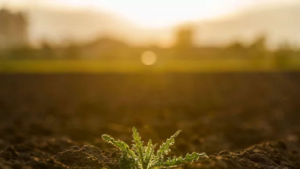 Besonders kleine und junge Pflanzen brauchen nasse Böden. - © Andreas Arnold/dpa