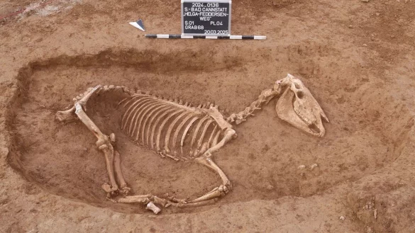 Bei Untersuchungen in Stuttgart wird ein r&ouml;mischer Pferdefriedhof entdeckt. - &copy; ArchaeoBW/LAD/dpa