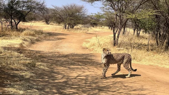 Bei diesem Geparden handelt es sich um einen Afrikanischen Geparden. Von seinen Verwandten, den Asiatischen Geparden, gibt es weltweit nur noch 17 Exemplare. (Symbolbild) - © Kristin Palitza/dpa