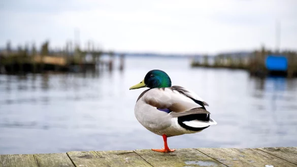 Eine Ente ist auf einem See in Braunschweig festgefroren. (Symbolbild) - &copy; Sina Schuldt/dpa