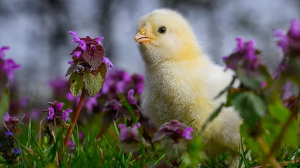 Am Samstag könnte der erste Sommertag mit Temperaturen um 25 Grad bevorstehen. - © Patrick Pleul/dpa